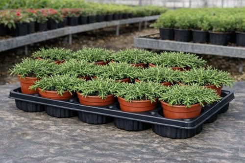 Pack 12 Plantas de Romero Rastrero en Maceta 11 cm – Rosmarinus Prostratus – Planta Colgante Aromática para Jardín y Decoración