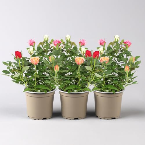 Rose 'Quadro', rosa, rot, weiß, orange, Topf-Ø 10,5 cm, 3 Pflanzen