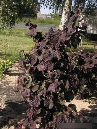 Corylus avellana Red Majestic® - Rotblättrige Korkenzieherhaselnuss Red Majestic - Blut Haselnuss