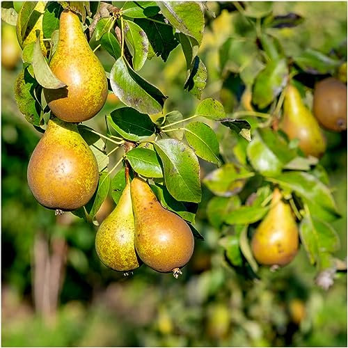 Dwarf Patio Conference Pear Tree, in a 4L Pot, Miniature & Self-Fertile 3fatpigs®