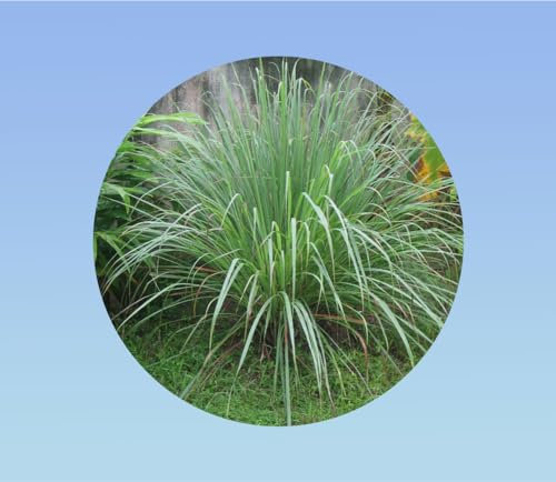 graines de CITRONNELLE 0,1 gramme soit environ 200 graines - cymbopogon citratus