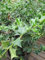 Ilex cornuta - Chinesische Stechpalme -