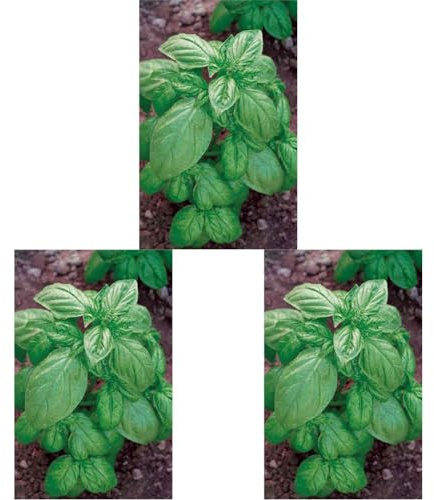 Germisem Genovese Semillas de Albahaca 4 g (Paquete de 3)