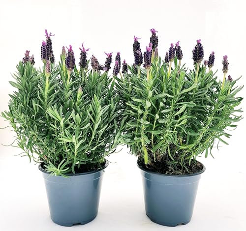 POWERS TO FLOWERS - LAVANDA STOECHAS 2 PIANTE, vaso 14cm DIAMETRO, piante vere