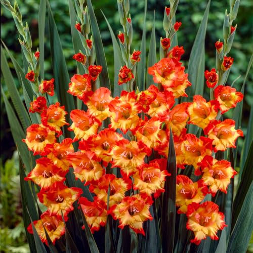 Glaïeuls Princes Margaret Rose - 10 bulbes de Hollande - véritables grands glaïeuls pour le jardin et les pots (Pas de graines, Non artificiels et résistants au froid)