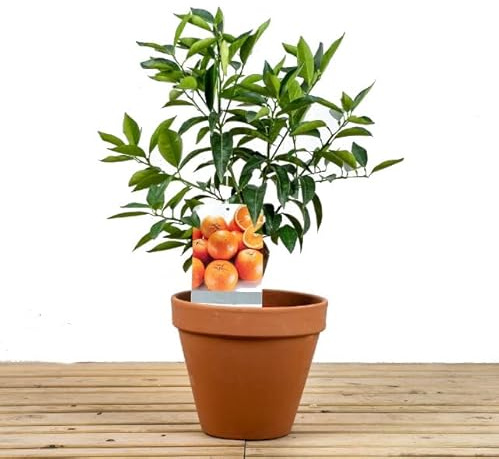 Calamondín Natural - Naranjo Enano - en Maceta de CERÁMICA