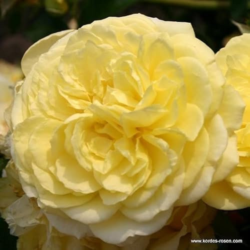 2x Rosier à fleurs groupées 'Solero'® – Kordes Rigo-rose – Plant-o-fix-pot | Floraison jaune vif, très lumineux