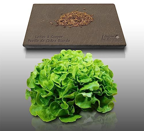 500 graines à semer - Le Grenier d'Abondance - LAITUE A COUPER Feuille de Chêne Blonde - Lactuca sativa