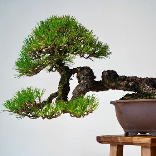 50 pcs Schwarzkiefer Samen - Pinus thunbergii, pflanztöpfe zimmerbonsai bonsai baumsamen, baum pflanzen, bäume kaufen bäume garten winterhart balkonpflanzen winterhart herbstpflanzen