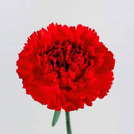 Carnation Flower Seeds 100pcs red