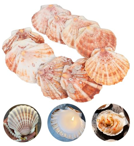 10Pcs Blanco Grandes Conchas Naturales, 10-12cm Conchas de Mar Decoracion