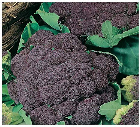 PREMIER SEEDS DIRECT - Italian Cauliflower - DI Sicilia VIOLETTO - 400 Seeds
