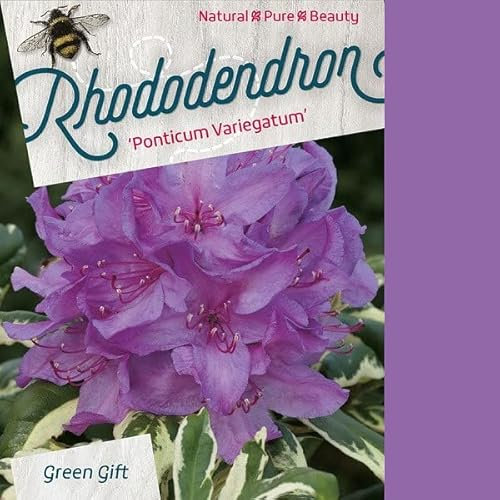 Rhododendron ponticum 'Variegatum' 40-50 cm pot | Feuillage panaché décoratif, fleurs violettes, idéal massif