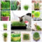 200 pcs katzengras balkon samen - bio aussaat samen gemüse pflanzensamen Wheatgrass gemüsesamen alte sorten balkonpflanzen winterhart gemüsesaat kräuterbeet kübelpflanzen winterhart
