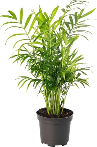 Chamaedorea elegans - Indoor Palm - Parlour Palm - 11cm Pot - British Grown