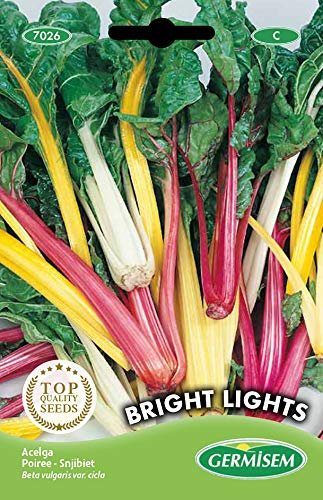 Germisem graines Poirée BRIGHT LIGHTS