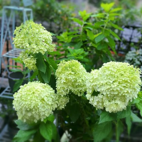 hortensia panícula - decorativa jardín balcón de 2Plantas