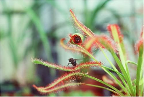 CARNIVOROUS PLANT - CAPE SUNDEW