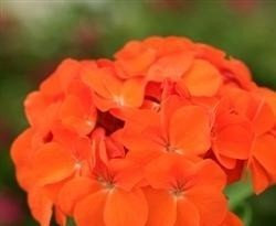 Just Seed - Flower - Geranium - Sprint Orange F2-10 Seed
