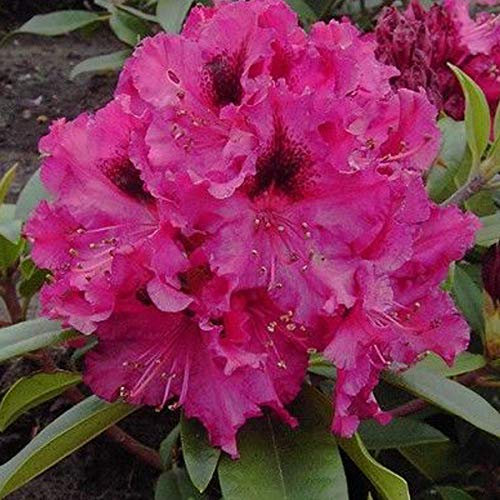 Rhododendron Marie Forte 40–50 cm växtbehållare