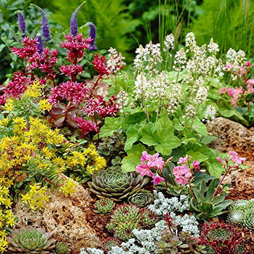 Mixed Alpine Plants - Vibrant Garden Perennial Large Flowering Potted Alpines (12 Plants)
