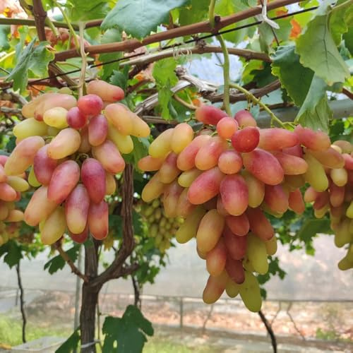 Semi d'uva - da frutto colonnari Vite vinifera - da balcone resistenti da balcone regali per gli amanti del giardino regali insoliti 180pcs