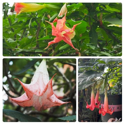 engelstrompete pflanze samen、 zimmerpflanzen、blumen zum einpflanzen deko garten、schnell wachsender gartendeko für draußen、Farbenprächtige bonsai topf、schnittblumen samen 300pcs