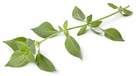 150 Graines de Basilic Citron - plante aromatique - jardin potager - semences paysannes reproductibles - SemiSauvage