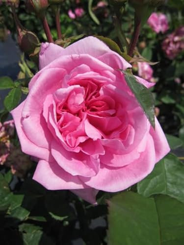 Englische Rose Gertrude Jekyll® - Rosa Gertrude Jekyll ® - Austin Rosen Duft++++