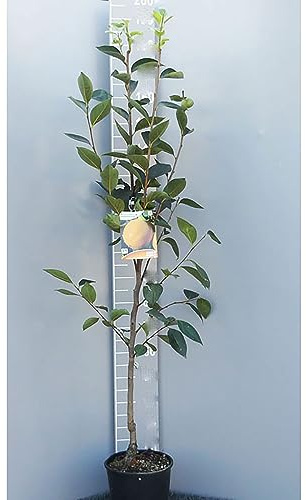SAVINI VIVAI Pianta di Kako Vaniglia Piante da Frutto Albero di Kaki in Vaso 22-24 cm 2-3 Anni Altezza 130-150 cm Made in Italy