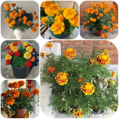 semi di calendula biologici - tagetes - ornamentali, decorazione, calendula di calendula di balcone, decorativi 300pcs