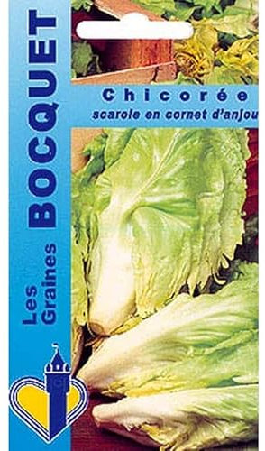 Sachet de graines de Chicorée scarole cornet d'Anjou - 4 g - légume feuille - LES GRAINES BOCQUET