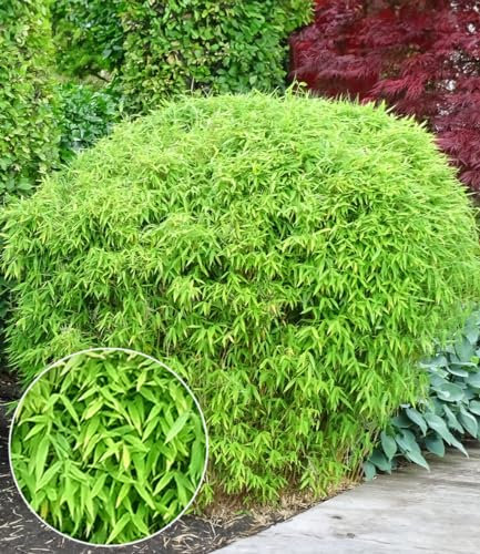 BALDUR-Garten Schirmbambus, 1 Pflanze, Fargesia rufa, winterhart, mehrjährig, pflegeleicht, immergrün, buschiger ausladender Wuchs, schnell wachsend, blickdicht