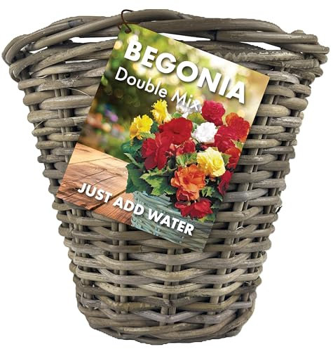 Begonia Double Mix Flowers - Summer Bulbs for Planting Now - Pre Planted Wicker Basket (3 Bulbs) - Just add Water