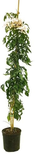 PLANTA TREPADORA NATURAL BIGNONIA RICASOLIANA M20 180CM PARA EXTERIOR