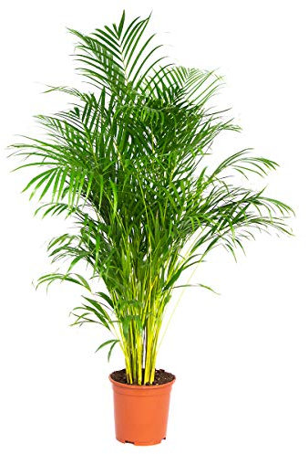 Bloomique - Dypsis Lutescens - Goldfruchtpalme - Areca Palme - Zimmerpflanzen Groß - Pflegeleicht - Haustierfreundlich - Höhe 130-150 cm - Topf 24 cm