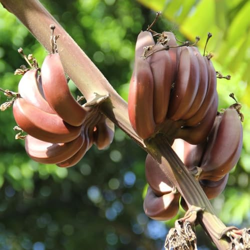 semi di banana di banano semi decorazione da giardino per esterni banane per gli amanti del giardino da resistenti in vaso sostenibili Acquista 200pcs