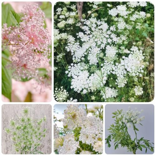 150 pcs Orlaya Grandiflora Samen pflanztopf dekopflanzen garden topfpflanzen gewächshaus balkon blumenwiese samen mehrjährig winterhart ausgefallene geschenke zimmerbonsai bonsai