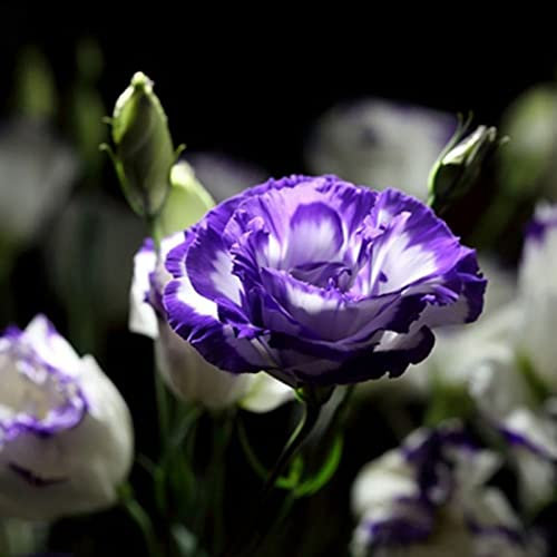 Luojuny Nelkensamen, 100 Stück/Beutel Nelkensamen Staude voller Vitalität schnell wachsende dekorative blühende Blumensamen für Topf Mischfarbe