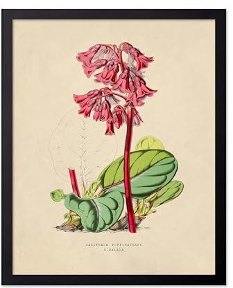 Poster Master Vintage Purple Bergenia Poster - Retro Flower Print - Botanical Art - Floral Art - Gift for Men & Women - Aesthetic Decor for Office, Living Room or Bedroom, 8x10 Black Framed