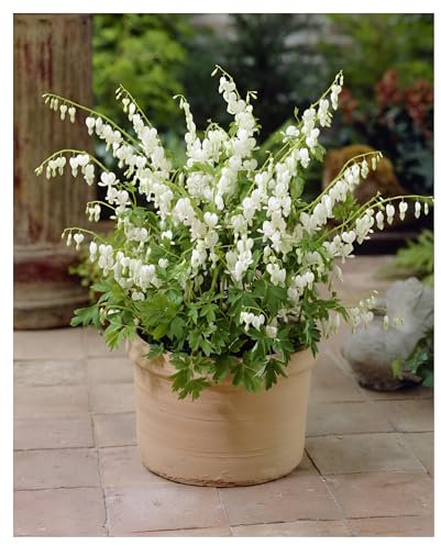 1 x Dicentra spectabilis 'Alba' (Stauden/Staude/Mehrjährig/Winterhart) Weißes Tränendes Herz - Märchenhafte Schönheit für den Frühlingsgarten - Seltenheit - Rarität - von Stauden Gänge