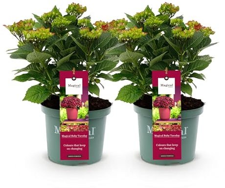 GreenboutiQ - Plante de terrasse - Hortensia - Hydrangea Magical Teusday & Saphire - Rouge - 6-10 Fleurs - 2 Plantes - Pot 23cm Hauteur 55cm