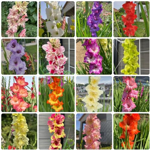 9bulbos de gladiolo raras, balcón de gladiolo decorativas, resistentes para el jardín de resistentes
