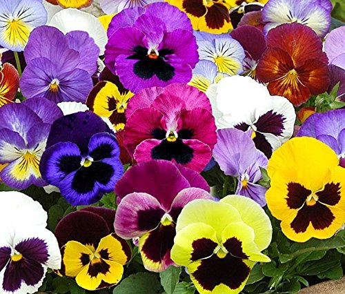 Swiss Giants Mix Pansy Seeds - 1,000+ Non-GMO Heirloom Flower Seeds, Hardy Annual, Great for Flower Beds, Containers, and More