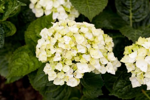 Hydrangea macrophylla 'Endless Summer The Bride' 30-40 cm – Winterhart, Mehrjährig, Pflegeleicht – Hortensie – Blütenstrauch für Kübel & Beet