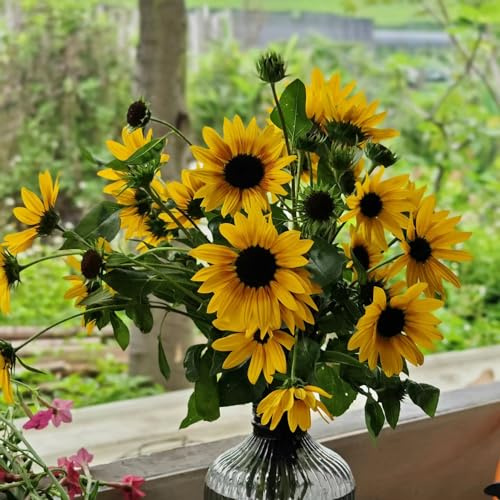semillas de girasol perennes resistentes - exóticas balcón jardín 350pcs