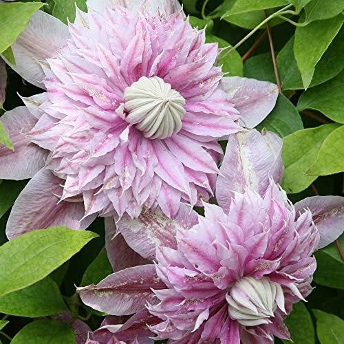 Plant Theory 60cm Cane Clematis Josephine Pink Flowering Vine Climbing Plant 3L Pot