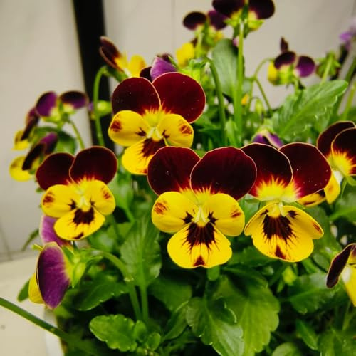 viola del pensiero comprare semi, decorazione balcone resistenti da giardino 800pcs