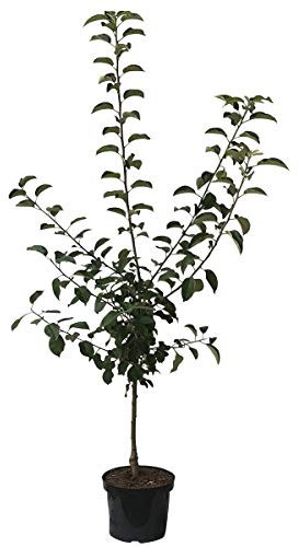 Apfelbaum Pinova (S) Winterapfel süß aromatisch Apfel Buschbaum Zwergobst 110-140 cm 7,5 Liter Topf M9