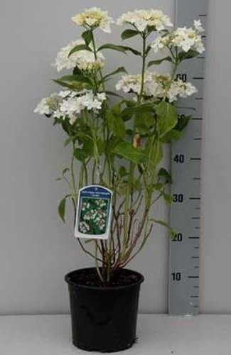 Hydrangea macr. 'Libelle' ('dragonfly') - Hortensia 'Libelle', Hortensia 'Hermine' 25-30 cm en pot